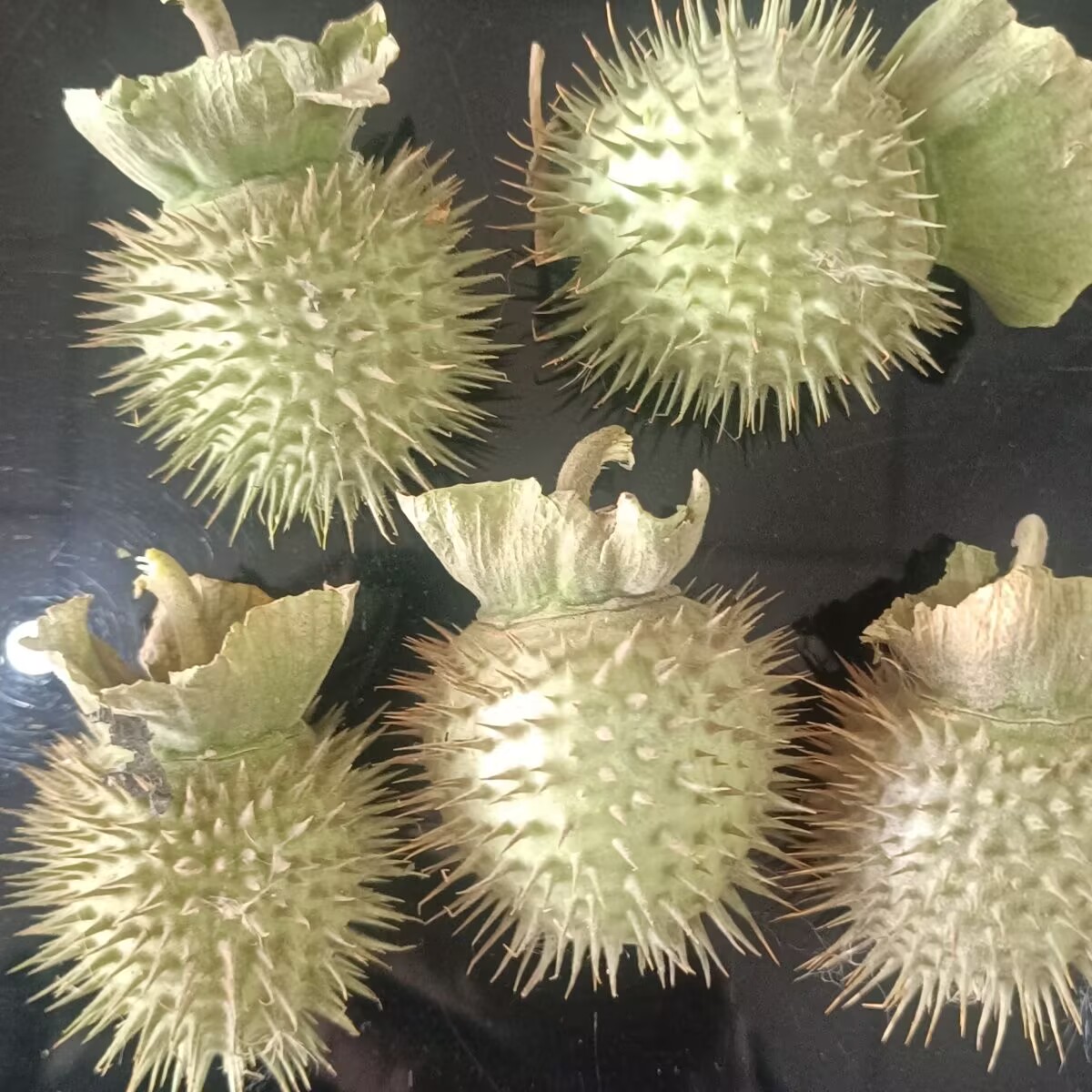 Cápsulas de Datura secas natur - Candle Making And Perfume reseña y precio
