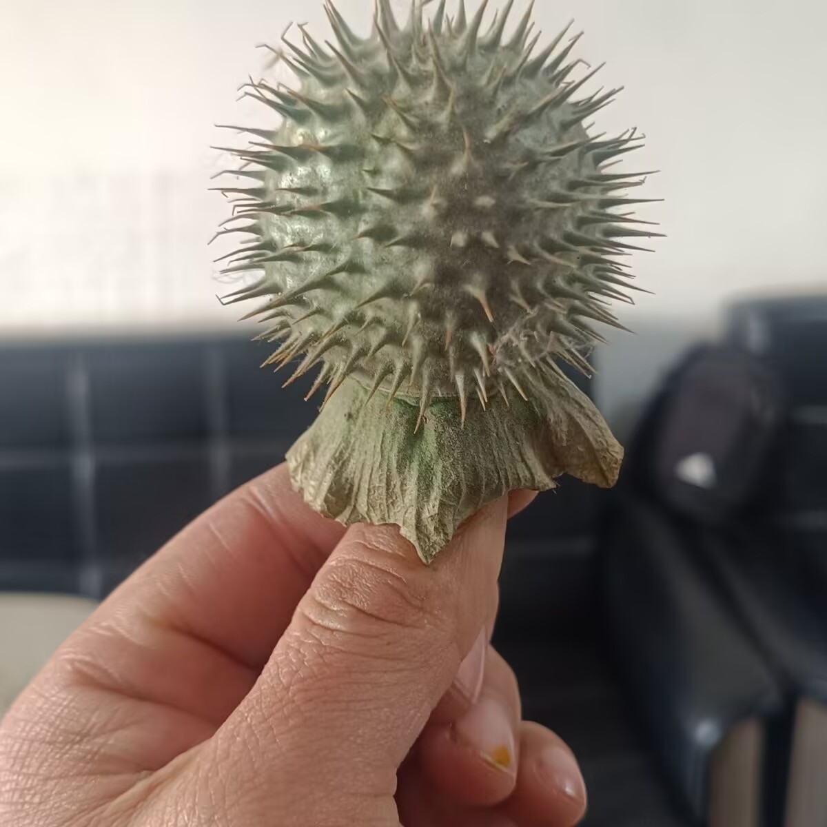 Cápsulas de Datura secas natur - Candle Making And Perfume reseña y precio