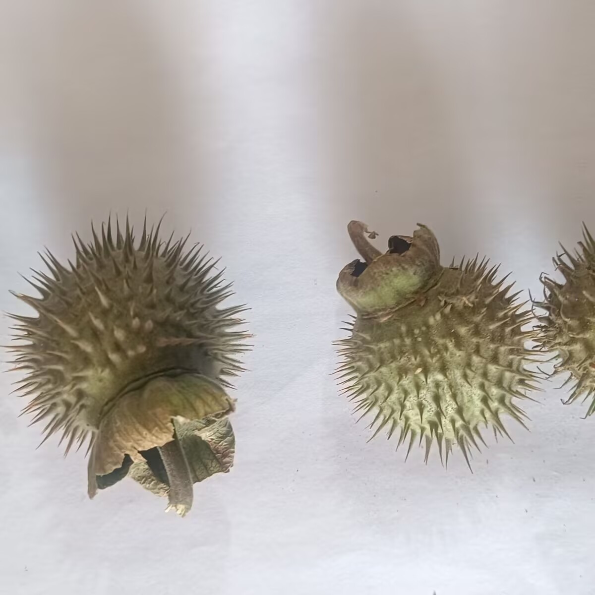 Cápsulas de Datura secas natur - Candle Making And Perfume reseña y precio
