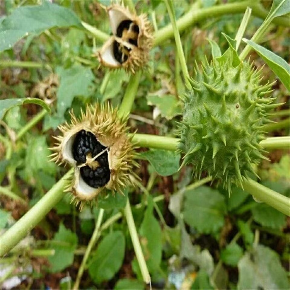 Cápsulas de Datura secas natur - Candle Making And Perfume reseña y precio