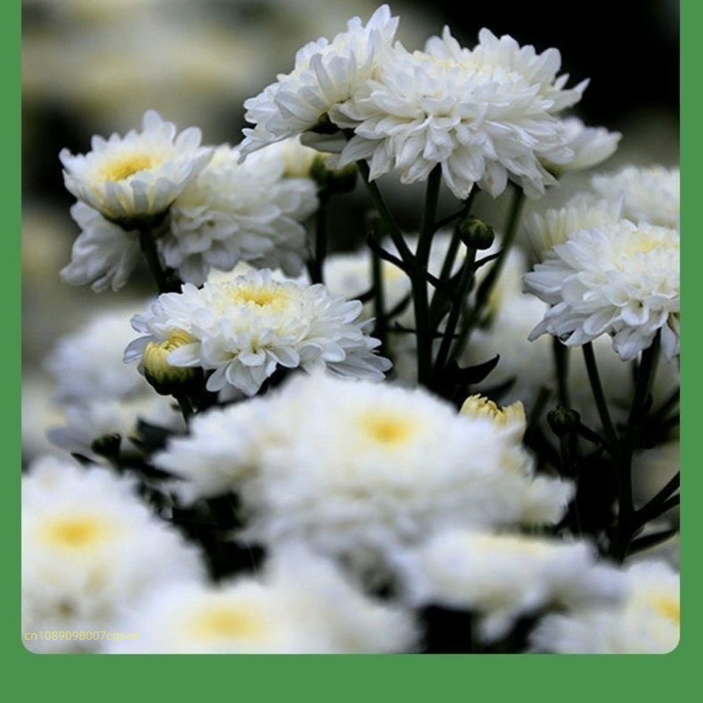 Materiales naturales de flores - Candle Making And Perfume reseña y precio